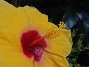 Flower close-up