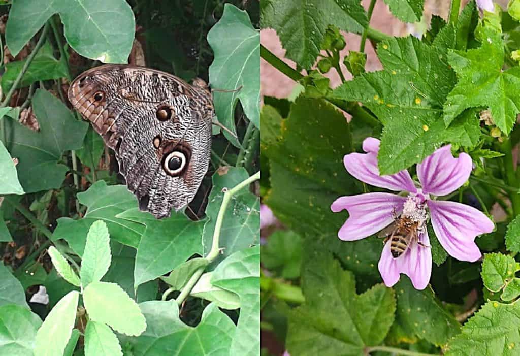 The power of pollinators